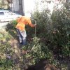 День древонасаждений